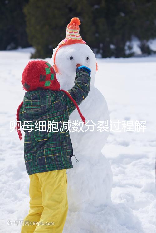 卵母細胞減數分裂過程解讀，從出生到成熟必經這3個階段