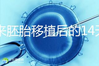 原來胚胎移植后的14天,這些信號預(yù)示著床成功