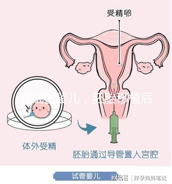 做試管嬰兒，胚胎移植后懷孕周期和預產期怎么算