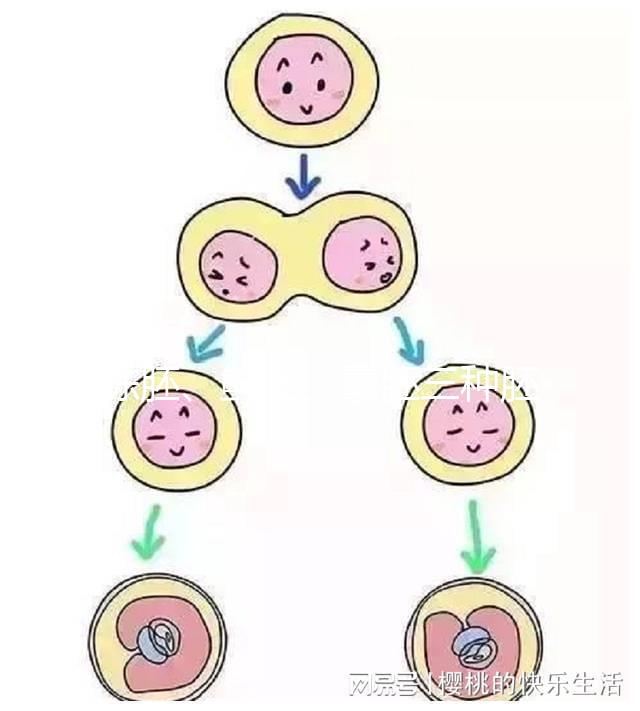 凍胚、鮮胚、囊胚三種胚胎移植方式如何選？身體會給你答案