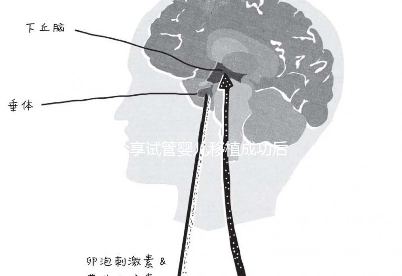 分享試管嬰兒移植成功后1~14天最真實的感受