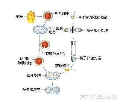 何猷君求婚成功！賭王四太回應“奚夢瑤懷孕”傳聞