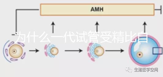 為什么一代試管受精比自然受精更解密?精子和卵子的質(zhì)量只有一個