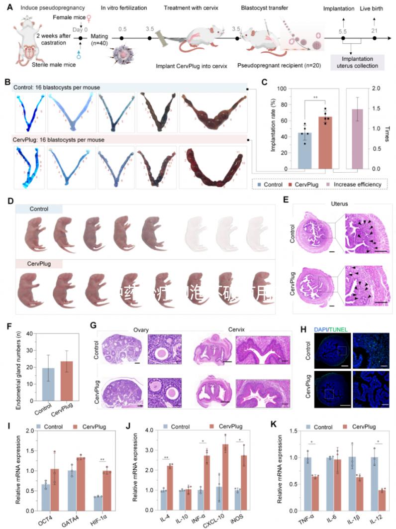 中藥治療卵泡不破有用嗎？卵泡不破中藥調(diào)理有效嗎？