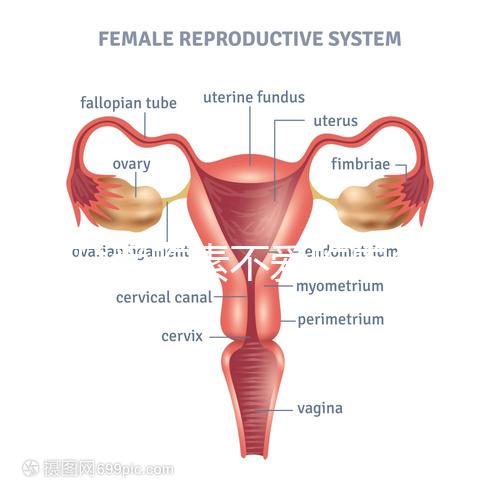 懷孕愛吃素不愛吃肉多半是女兒？幾率究竟多大進來一看便知