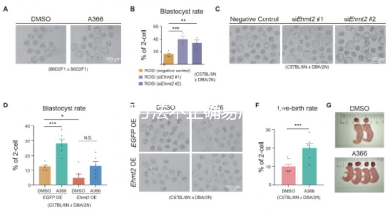 服用方法不正確易產生不良反應？利維愛的副作用解析