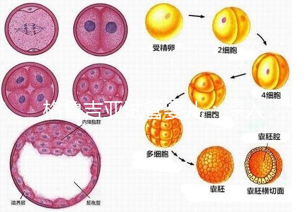 格魯吉亞試管嬰兒：深入了解優勢與適用人群！