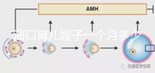 海口育兒嫂子一個月多少錢，哪個好答案總結，新手父母必須看