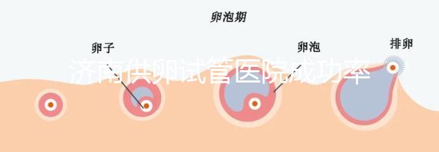濟南供卵試管醫院成功率排名公布，私立機構也不能包生男孩