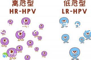 芫荽的功效(芫荽的功效與作用)