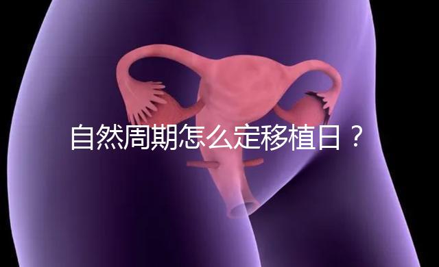 自然周期怎么定移植日？看排卵時間！胚胎或囊胚移植都不同！