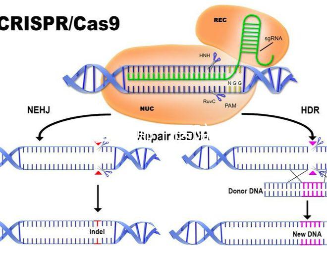 試管嬰兒哪個醫(yī)院成功率高（廈門試管嬰兒哪個醫(yī)院成功率高）