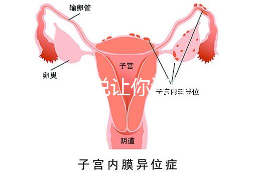 1分鐘解說讓你讀懂，排卵試紙白板一根線等各個反應