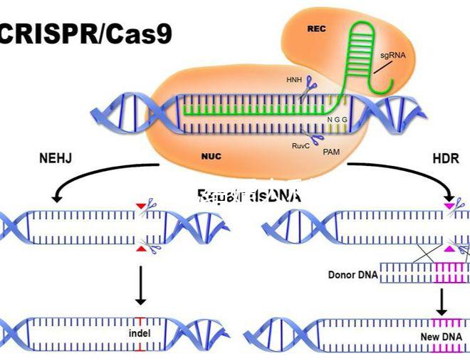 2024年龍結婚大利月的好答案在這里，想結婚